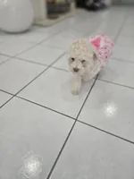 Katy, a female Poodle - Toy  for sale in Miami, FL – 2 of 10