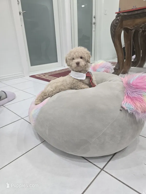 Toby – Poodle - Toy  puppy for sale in Miami, FL