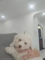 Katy, a female Poodle - Toy  for sale in Miami, FL – 5 of 10