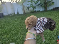 Katy, a female Poodle - Toy  for sale in Miami, FL – 3 of 6