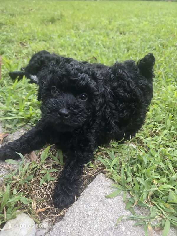 Bello – Poodle - Toy  puppy for sale in Miami, FL