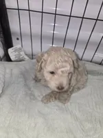 Toby, a male Poodle - Toy  for sale in Miami, FL – 3 of 6