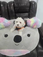 Katy, a female Poodle - Toy  for sale in Miami, FL – 3 of 10