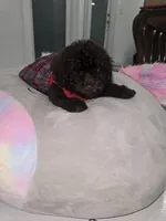 Diva, a female Poodle - Toy  for sale in Miami, FL – 7 of 8