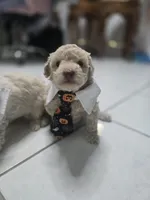 Toby, a male Poodle - Toy  for sale in Miami, FL – 2 of 6