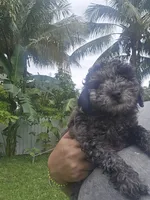 Max, a male Poodle - Toy  for sale in Miami, FL – 3 of 3