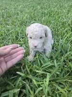 Bear, a male Poodle - Toy  for sale in Miami, FL – 6 of 6