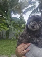 Max, a male Poodle - Toy  for sale in Miami, FL – 2 of 3