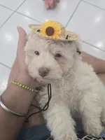 Katy, a female Poodle - Toy  for sale in Miami, FL – 9 of 10