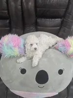 Katy, a female Poodle - Toy  for sale in Miami, FL – 6 of 10