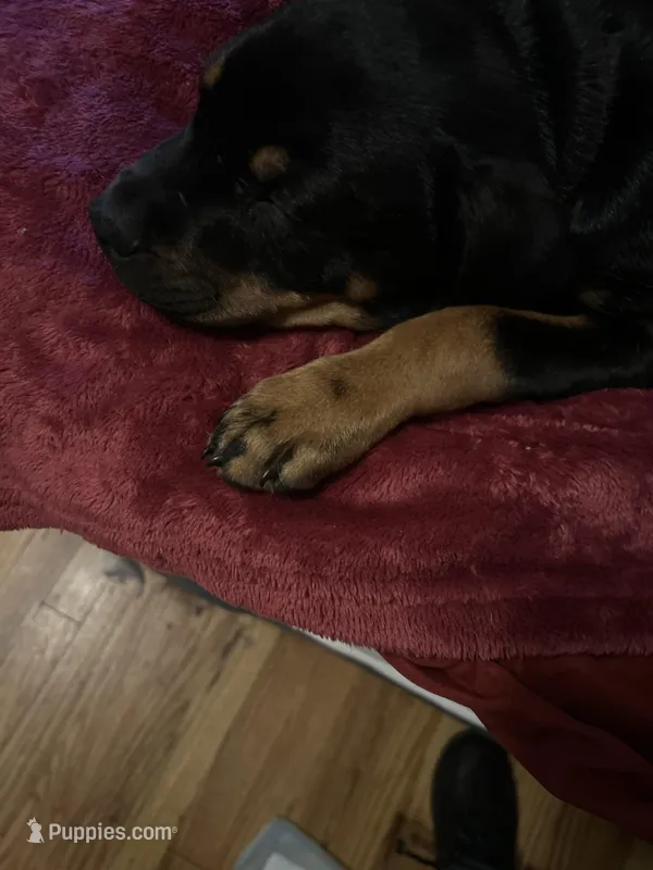 Dena – Rottweiler puppy for sale in Detroit, MI