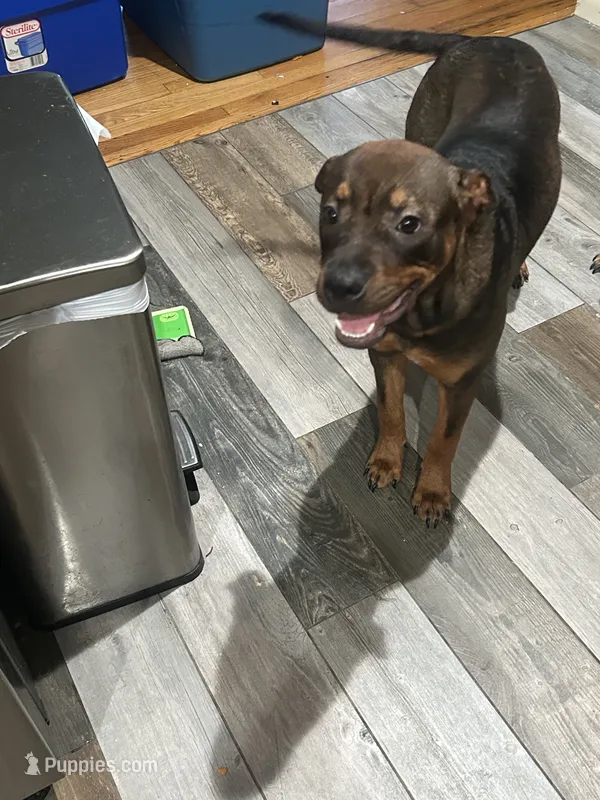 Phoebee – Chinese Shar-Pei, Rottweiler puppy for sale in Detroit, MI