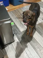 Phoebee, a female Chinese Shar-Pei and Rottweiler for sale in Detroit, MI – 1 of 6