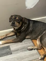 Annn, a female Chinese Shar-Pei and Rottweiler for sale in Detroit, MI – 1 of 4