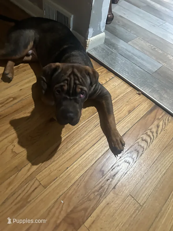 Darel – Chinese Shar-Pei, Rottweiler puppy for sale in Detroit, MI