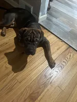 Darel, a male Chinese Shar-Pei and Rottweiler for sale in Detroit, MI – 1 of 4