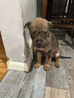 Phoebee, a female Chinese Shar-Pei and Rottweiler for sale in Detroit, MI – Photo 3 of 4