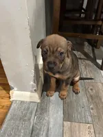 Phoebee, a female Chinese Shar-Pei and Rottweiler for sale in Detroit, MI – Photo 2 of 4