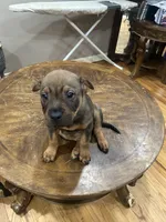 Phoebee, a female Chinese Shar-Pei and Rottweiler for sale in Detroit, MI – Photo 4 of 4