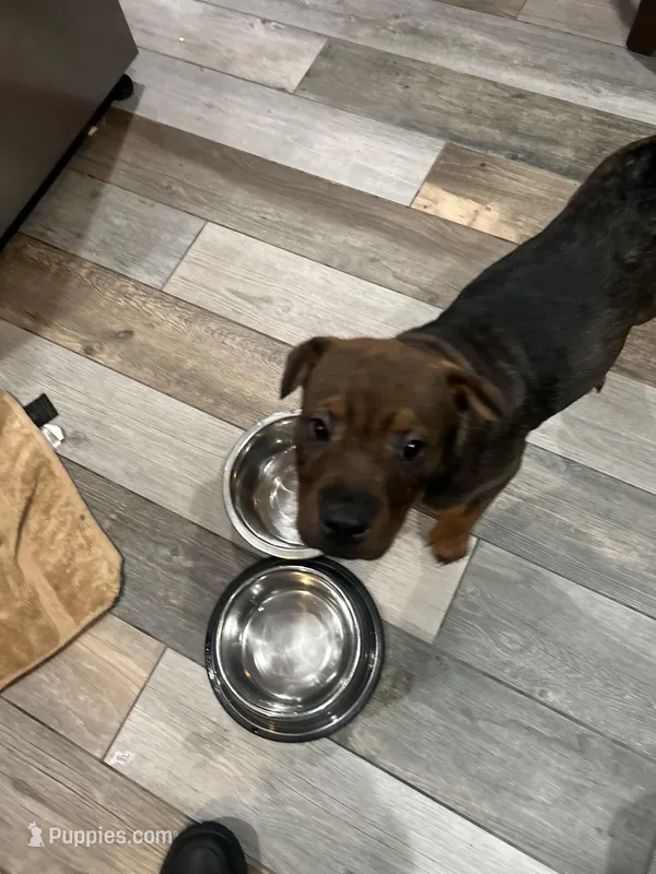 Phoebee – Chinese Shar-Pei, Rottweiler puppy for sale in Detroit, MI