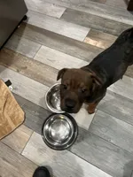 Phoebee, a female Chinese Shar-Pei and Rottweiler for sale in Detroit, MI – Photo 1 of 4