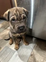 Darel, a male Chinese Shar-Pei and Rottweiler for sale in Detroit, MI – 1 of 2
