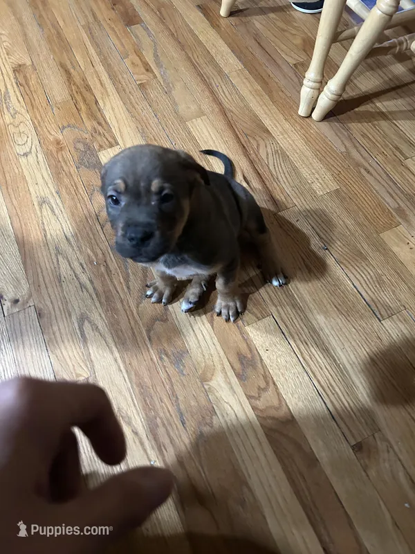 Edward – Chinese Shar-Pei, Rottweiler puppy for sale in Detroit, MI