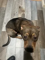 Nat Nat, a female Chinese Shar-Pei and Rottweiler for sale in Detroit, MI – 8 of 8
