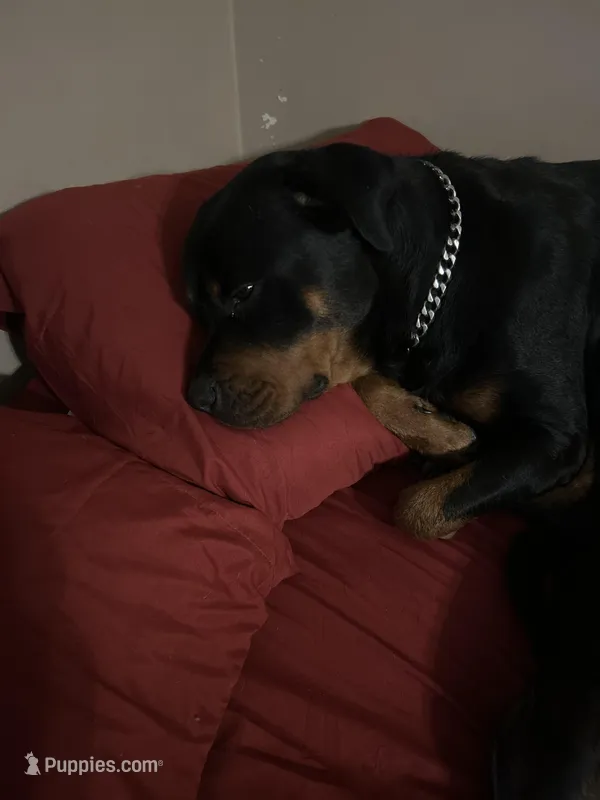 Robin – Rottweiler puppy for sale in Detroit, MI