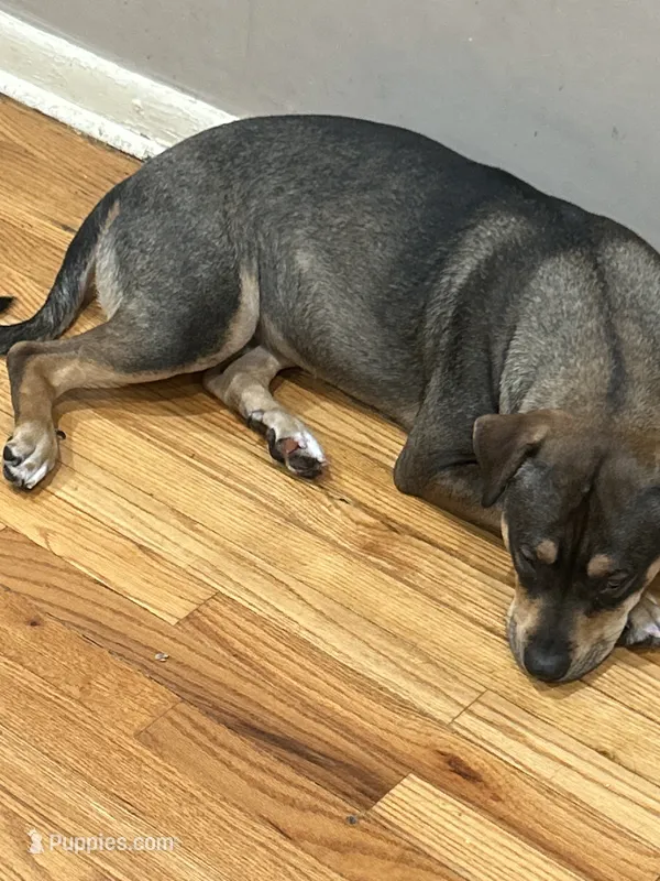 Annn – Chinese Shar-Pei, Rottweiler puppy for sale in Detroit, MI