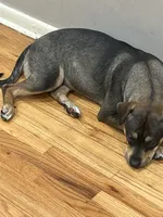 Annn, a female Chinese Shar-Pei and Rottweiler for sale in Detroit, MI – 1 of 2