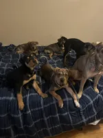 Ann, a female Chinese Shar-Pei and Rottweiler for sale in Detroit, MI – Photo 4 of 5