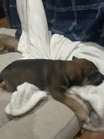 Ann, a female Chinese Shar-Pei and Rottweiler for sale in Detroit, MI – Photo 5 of 5