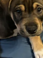 Ann, a female Chinese Shar-Pei and Rottweiler for sale in Detroit, MI – Photo 2 of 5