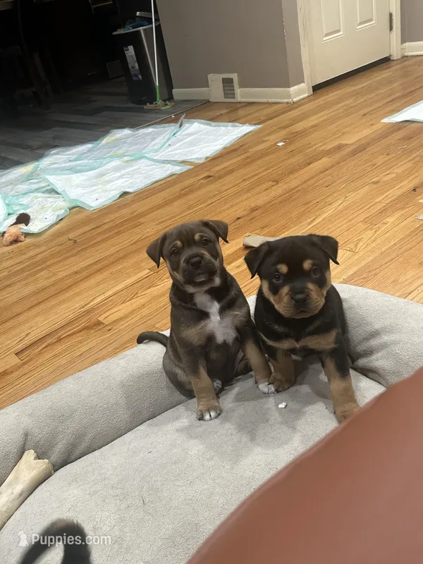 Ann, a female Chinese Shar-Pei and Rottweiler for sale in Detroit, MI – Photo 1 of 5