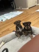 Ann, a female Chinese Shar-Pei and Rottweiler for sale in Detroit, MI – Photo 1 of 5