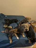 Ann, a female Chinese Shar-Pei and Rottweiler for sale in Detroit, MI – Photo 3 of 5