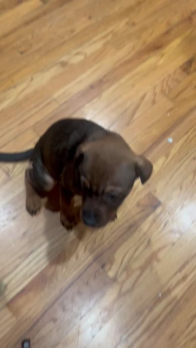 Phoebee, a female Chinese Shar-Pei and Rottweiler for sale in Detroit, MI – 3 of 3