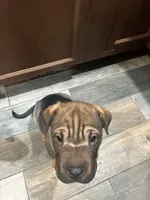 Darel, a male Chinese Shar-Pei and Rottweiler for sale in Detroit, MI – 2 of 2