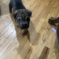 Daryl, a male Chinese Shar-Pei for sale in Detroit, MI – Photo 3 of 5