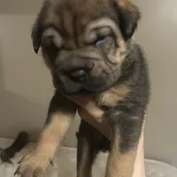 Daryl, a male Chinese Shar-Pei for sale in Detroit, MI – Photo 4 of 5