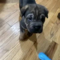 Daryl, a male Chinese Shar-Pei for sale in Detroit, MI – Photo 2 of 5