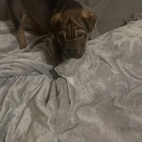 Daryl, a male Chinese Shar-Pei for sale in Detroit, MI – Photo 1 of 5