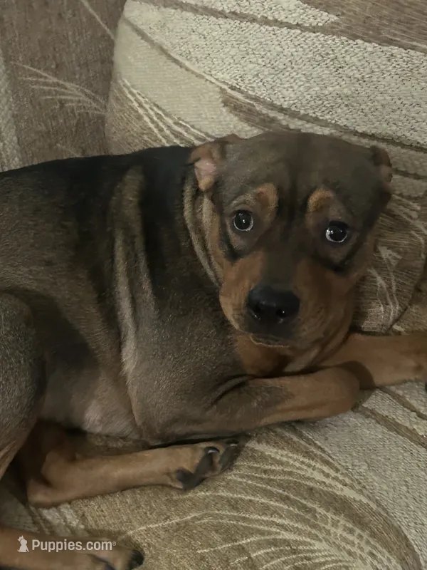 Nat Nat – Chinese Shar-Pei, Rottweiler puppy for sale in Detroit, MI