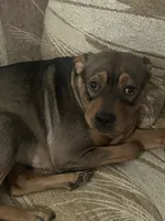 Nat Nat, a female Chinese Shar-Pei and Rottweiler for sale in Detroit, MI – 1 of 8