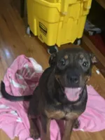 Phoebee, a female Chinese Shar-Pei and Rottweiler for sale in Detroit, MI – 6 of 6