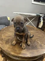 Phoebe, a female Chinese Shar-Pei and Rottweiler for sale in Detroit, MI – Photo 6 of 6
