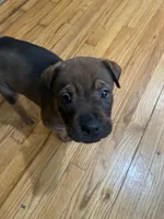 Phoebe, a female Chinese Shar-Pei and Rottweiler for sale in Detroit, MI – Photo 5 of 6