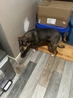 Annn, a female Chinese Shar-Pei and Rottweiler for sale in Detroit, MI – 4 of 4