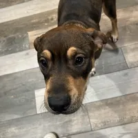 Ann, a female Chinese Shar-Pei and Rottweiler for sale in Detroit, MI – Photo 6 of 7